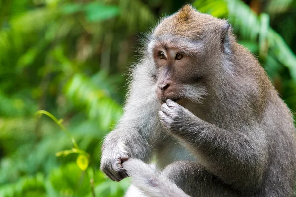 Makaak monkey op Monkey Forest, Bali, Indonesië — Stockfoto