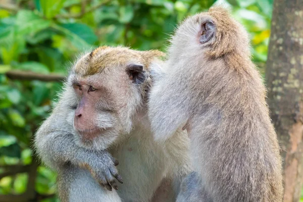 Makaak apen bij Monkey Forest, Bali, Indonesië — Stockfoto