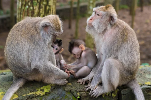 Monos macacos con cachorros en Monkey Forest, Bali, Indonesia — Foto de Stock