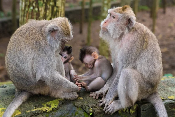 Μακάκος πιθήκους με cubs at Monkey Forest, Μπαλί, Ινδονησία — Φωτογραφία Αρχείου