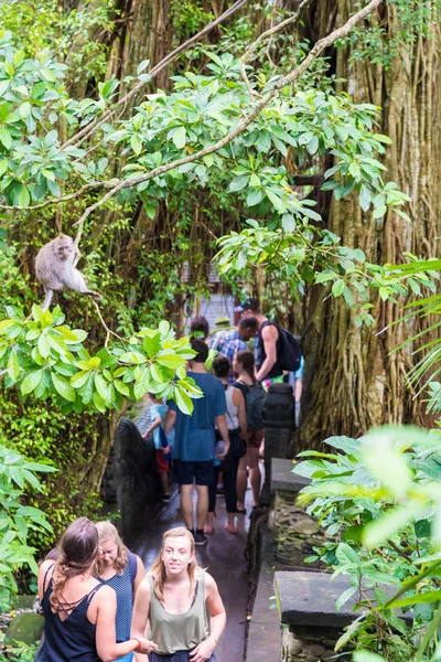 Macaco scimmia a Ubud Sacred Monkey Forest, Bali — Foto Stock