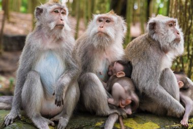 Makak maymunlar maymun orman, Bali, Endonezya, yavrularını ile
