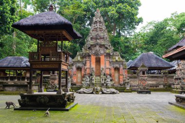 Makak maymunlar Bali Ubud kutsal maymun orman