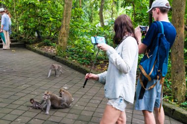 Makak maymunlar Bali Ubud kutsal maymun orman