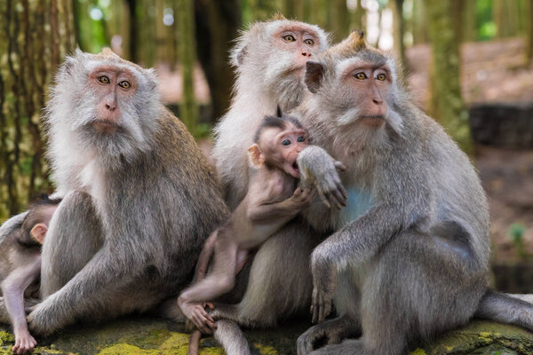Макаки с детёнышами в обезьяньем лесу, Бали, Индонезия
