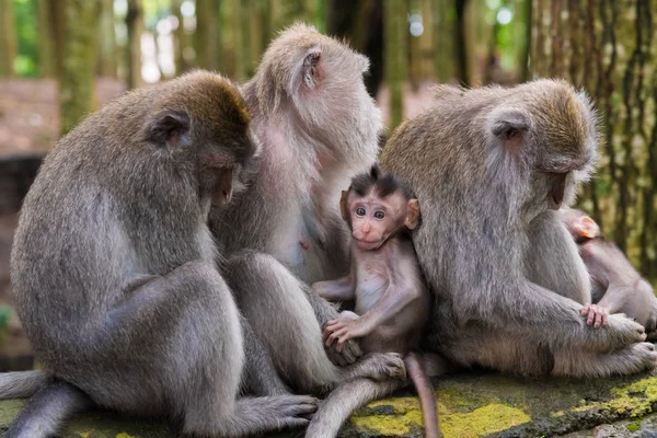 Makaker apor med ungar på Monkey Forest, Bali, Indonesien — Stockfoto