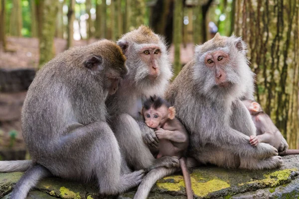 Makaker apor med ungar på Monkey Forest, Bali, Indonesien — Stockfoto