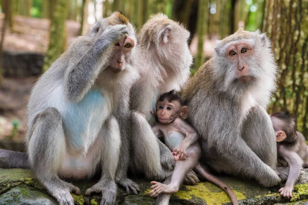 Monos macacos con cachorros en Monkey Forest, Bali, Indonesia — Foto de Stock