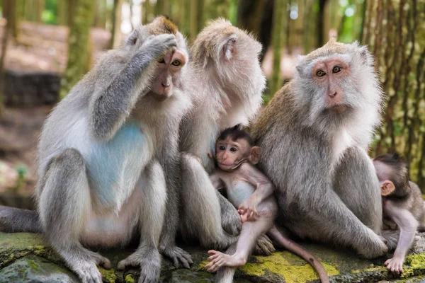 Macacos macacos com filhotes em Monkey Forest, Bali, Indonésia — Fotografia de Stock