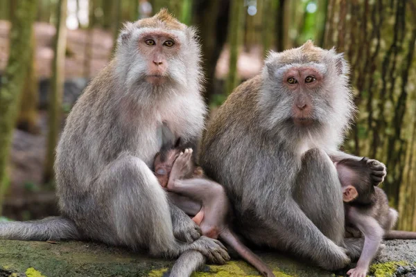 Makaak apen met welpen op Monkey Forest, Bali, Indonesië — Stockfoto