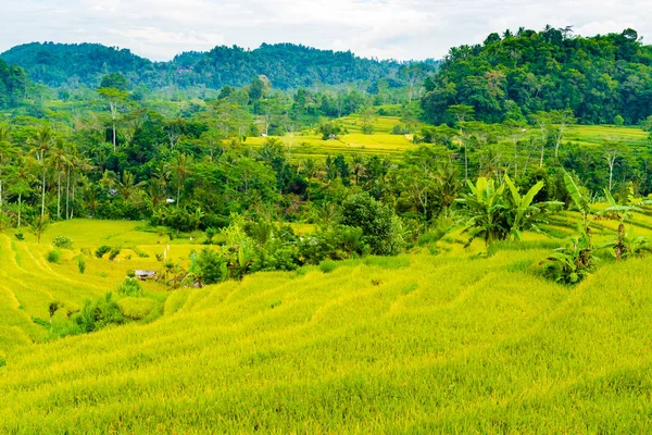 在巴厘岛，绿色稻田露台 — 图库照片