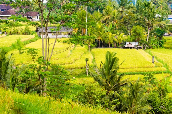 在巴厘岛，绿色稻田露台 — 图库照片