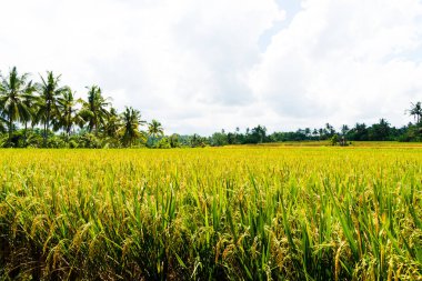 Pirinç tarlaları ve Hindistan cevizi ağaçları Asya üzerinde göster