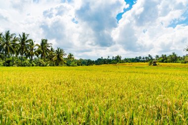 Pirinç tarlaları ve Hindistan cevizi ağaçları Asya üzerinde göster