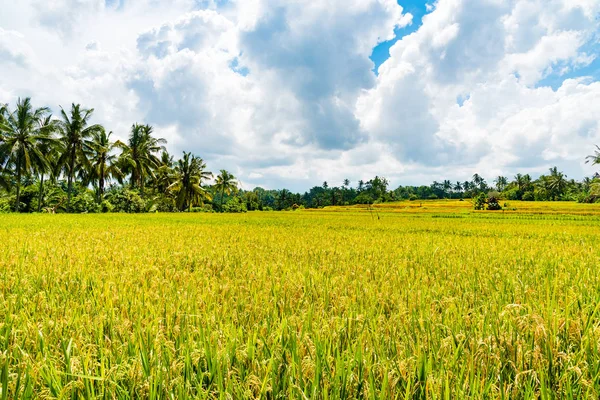 Pirinç tarlaları ve Hindistan cevizi ağaçları Asya üzerinde göster