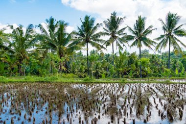 Hasat pirinç alan ve Hindistan cevizi ağaçları