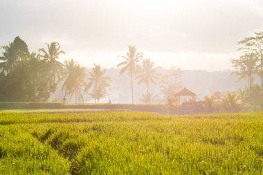 Pirinç tarlaları ve Hindistan cevizi ağaçları Asya üzerinde göster