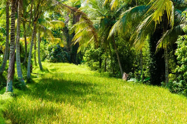 Vista su risaie e alberi di cocco in Asia — Foto Stock