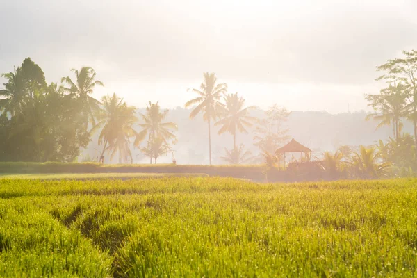 Pirinç tarlaları ve Hindistan cevizi ağaçları Asya üzerinde göster
