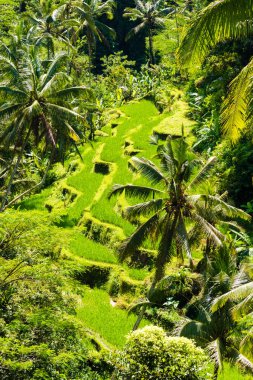 Teras pirinç tarlaları ve Hindistan cevizi ağaçları Asya üzerinde göster