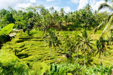 Tegallalang pirinç terasları Ubud, Bali, Endonezya yakınındaki üzerinde göster