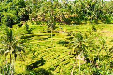 Tegallalang pirinç terasları Ubud, Bali, Endonezya yakınındaki üzerinde göster