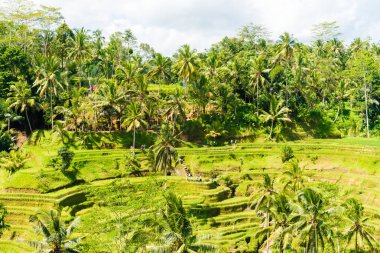 Tegallalang pirinç terasları Ubud, Bali, Endonezya yakınındaki üzerinde göster