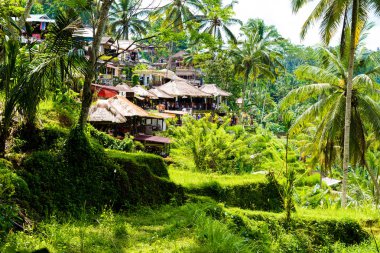 Tegallalang pirinç terasları Ubud, Bali, Endonezya yakınındaki üzerinde göster