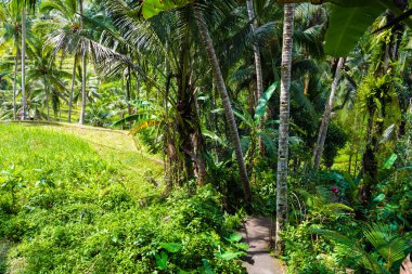 Tegallalang pirinç terasları Ubud, Bali, Endonezya yakınındaki üzerinde göster