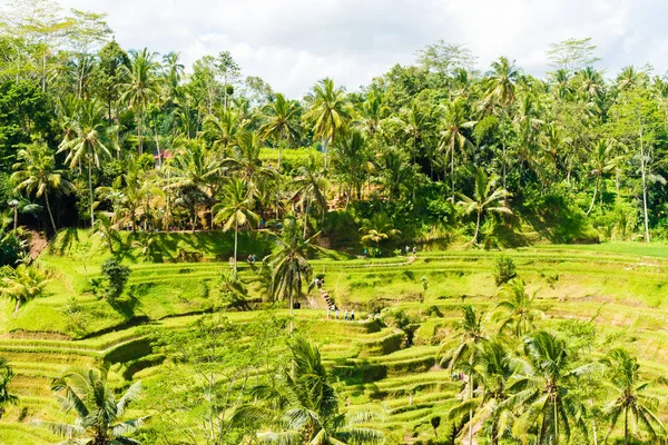 インドネシア ・ バリ島ウブド近くテガララン ライス テラスを一望します。 — ストック写真