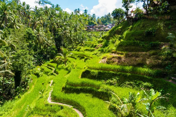 Tegallalang pirinç terasları Ubud, Bali, Endonezya yakınındaki üzerinde göster