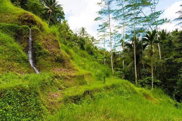 Vista sobre las terrazas de arroz Tegallalang cerca de Ubud, Bali, Indonesia —  Fotos de Stock