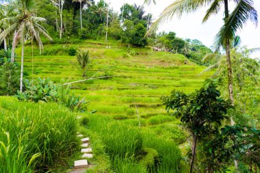 Tegallalang pirinç terasları Ubud, Bali, Endonezya yakınındaki üzerinde göster