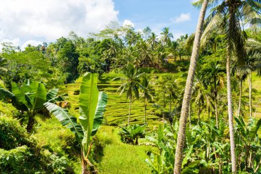Tegallalang pirinç terasları Ubud, Bali, Endonezya yakınındaki üzerinde göster