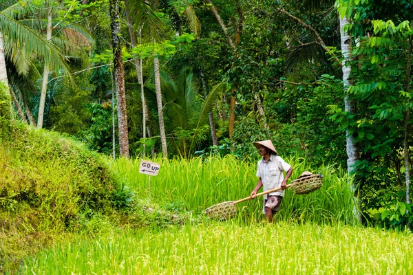 Tegallalang pirinç terasları Ubud, Bali, Endonezya yakınındaki üzerinde göster