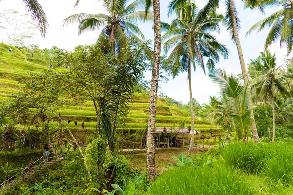 查看随德戈拉朗梯田附近巴厘岛，巴厘岛，印度尼西亚 — 图库照片