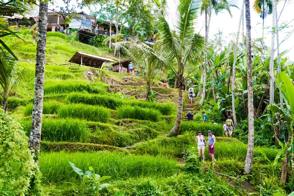 Tegallalang pirinç terasları Ubud, Bali, Endonezya yakınındaki üzerinde göster