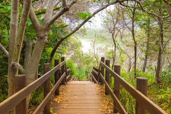 Trä skog leden strandpromenaden på Fingal huvud, Australien — Stockfoto