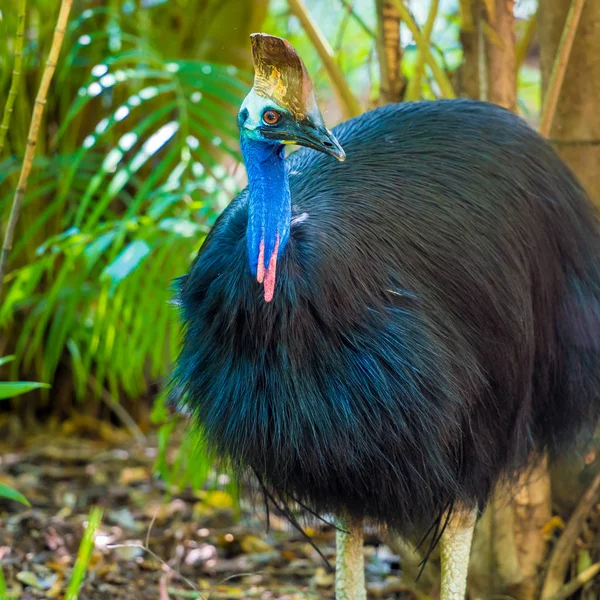 Ritratto di uccello Cassowary, originario delle foreste tropicali della Nuova Guinea e dell'Australia nord-orientale . — Foto Stock