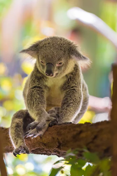 Koala erszényesek őshonos Ausztráliában portréja — Stock Fotó