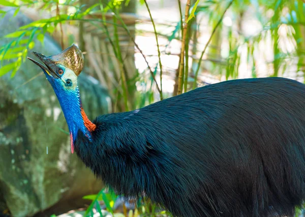 Portrait of Cassowary bird, native to the tropical forests of New Guinea and northeastern Australia. — Stock Photo, Image