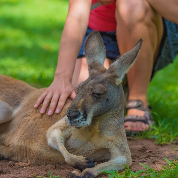 Felismerhetetlen nő petting egy álmos kenguru, a vadon élő természet tartalék. — Stock Fotó