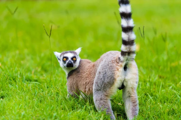 Портрет Ring-tailed Lemur, рідні Мадагаскар, довгий, чорно-білий кільчатий хвіст. — стокове фото