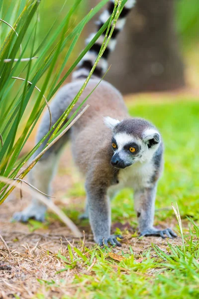 Halka Lemur portresi, kuyruğu uzun, siyah ve beyaz ile Madagascar, yerli halkalı. — Stok fotoğraf
