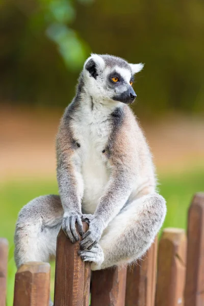 Retrato de Lemur de cola anillada, nativo de Madagascar, con cola anillada larga, negra y blanca . — Foto de Stock