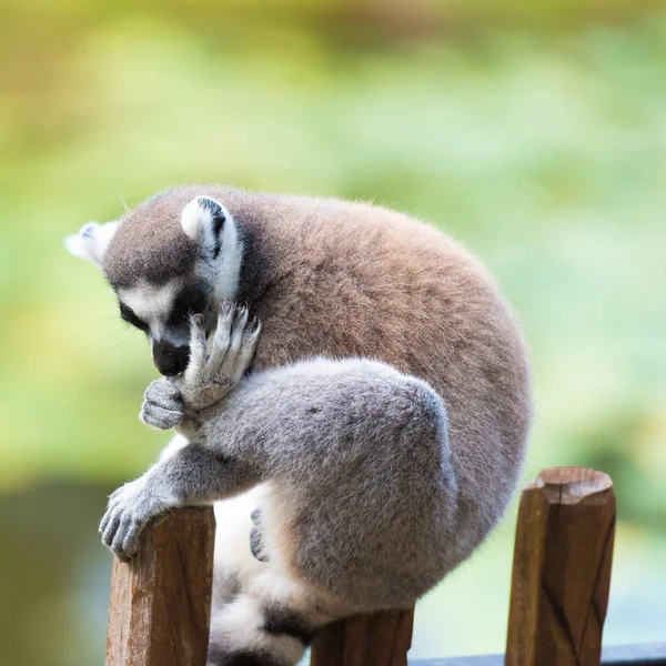 Retrato de Lemur de cola anillada, nativo de Madagascar, con cola anillada larga, negra y blanca . — Foto de Stock
