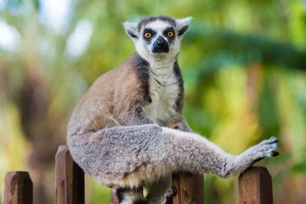 Retrato de Lemur de cola anillada, nativo de Madagascar, con cola anillada larga, negra y blanca . — Foto de Stock