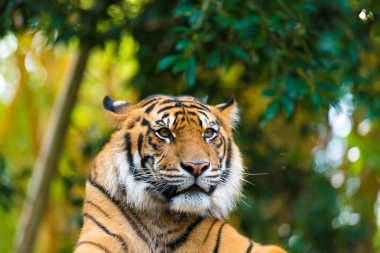 Sumatra kaplanı bokeh ile orman arka plan üzerinde portresi