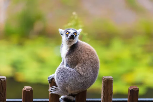 Portret Ring-tailed Lemur, pochodzi z Madagaskaru, z długim, czarno-białe obrączkowane ogon. — Zdjęcie stockowe
