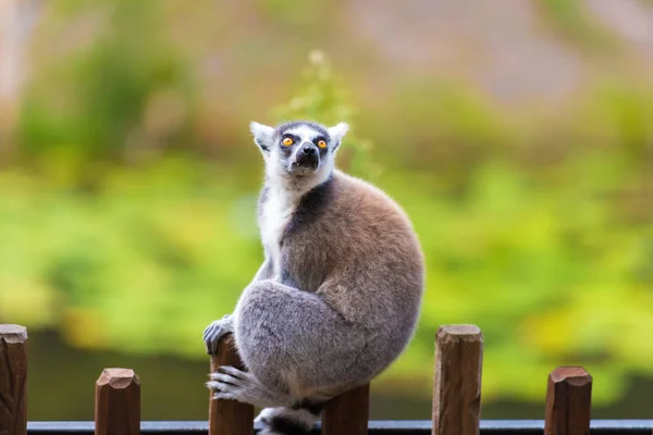 Retrato de Lemur de cola anillada, nativo de Madagascar, con cola anillada larga, negra y blanca . — Foto de Stock